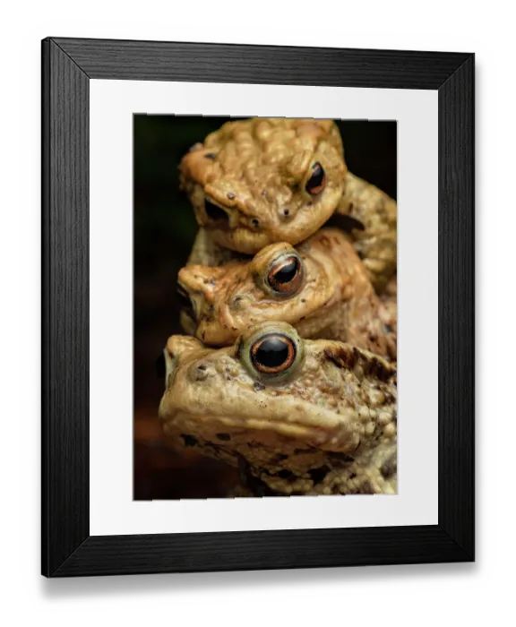 Framed Print : Three Common toads (Bufo bufo) in amplexus, Lucerne, Switzerland. March. Cropped Framed Print : Three Common toads (Bufo bufo) in amplexus, Lucerne, Switzerland. March. Cropped