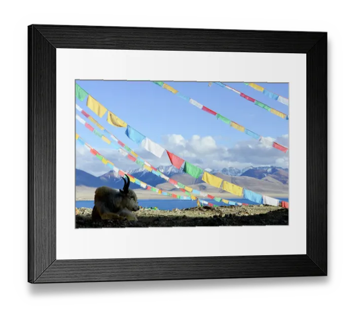 Framed Print : Domestic yak (Bos grunniens) lying under prayer flags near shores of Nam-Tso Lake (at 4, 730m), second largest salt lake in China. Tibet, China Framed Print : Domestic yak (Bos grunniens) lying under prayer flags near shores of Nam-Tso Lake (at 4, 730m), second largest salt lake in China. Tibet, China