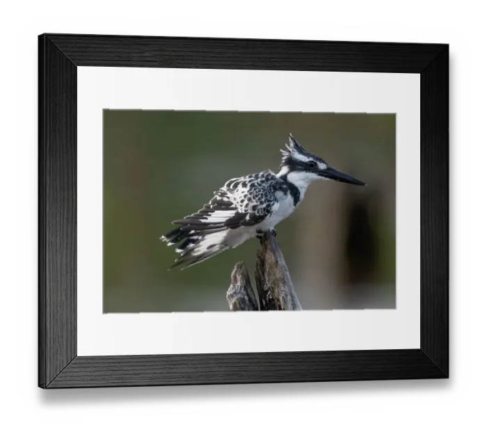 Framed Print : RF - Pied kingfisher (Ceryle rudis) female, perched on dead branch, Allahein River, The Gambia. (This image may be licensed either as rights managed or royalty free. ) Framed Print : RF - Pied kingfisher (Ceryle rudis) female, perched on dead branch, Allahein River, The Gambia. (This image may be licensed either as rights managed or royalty free. )