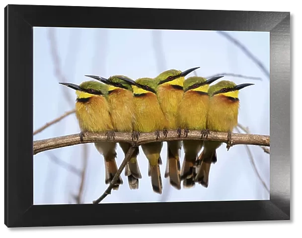 Group of Little bee-eaters (Merops pusillus) perched side by side on branch in early morning, Allahein River, The Gambia