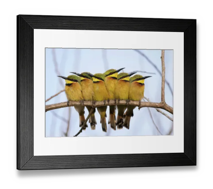 Framed Print : Group of Little bee-eaters (Merops pusillus) perched side by side on branch in early morning, Allahein River, The Gambia Framed Print : Group of Little bee-eaters (Merops pusillus) perched side by side on branch in early morning, Allahein River, The Gambia