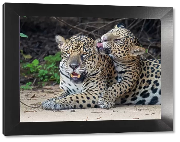Jaguar (Panthera onca) cub licking its mother, Cuaiba River, Pantanal wetlands, Mato Grosso, Brazil