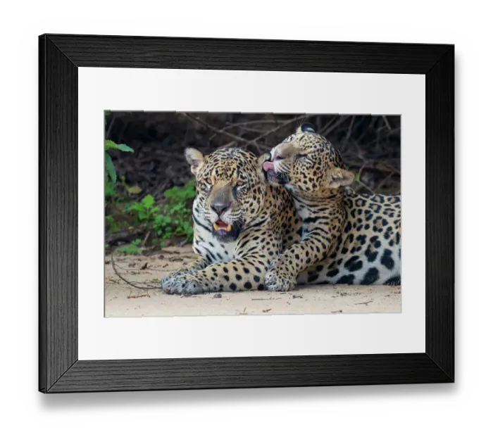 Framed Print : Jaguar (Panthera onca) cub licking its mother, Cuaiba River, Pantanal wetlands, Mato Grosso, Brazil Framed Print : Jaguar (Panthera onca) cub licking its mother, Cuaiba River, Pantanal wetlands, Mato Grosso, Brazil