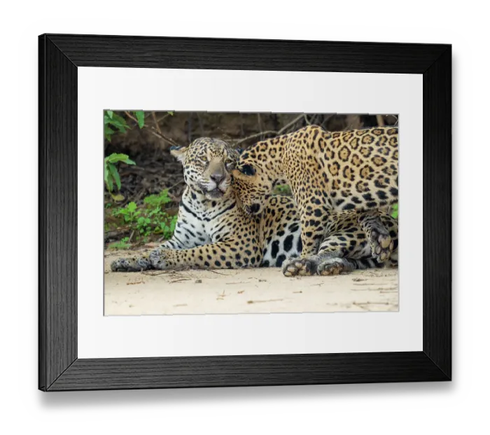 Framed Print : Jaguar (Panthera onca) cub nuzzling its mother, Cuaiba River, Pantanal wetlands, Mato Grosso, Brazil Framed Print : Jaguar (Panthera onca) cub nuzzling its mother, Cuaiba River, Pantanal wetlands, Mato Grosso, Brazil
