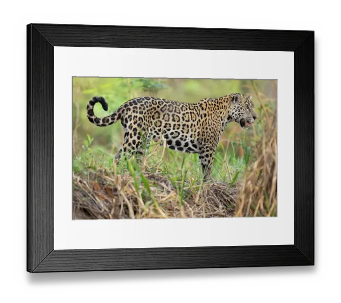 Framed Print : Jaguar (Panthera onca) standing on riverbank, Cuiaba River, Pantanal wetlands, Mato Grosso, Brazil Framed Print : Jaguar (Panthera onca) standing on riverbank, Cuiaba River, Pantanal wetlands, Mato Grosso, Brazil