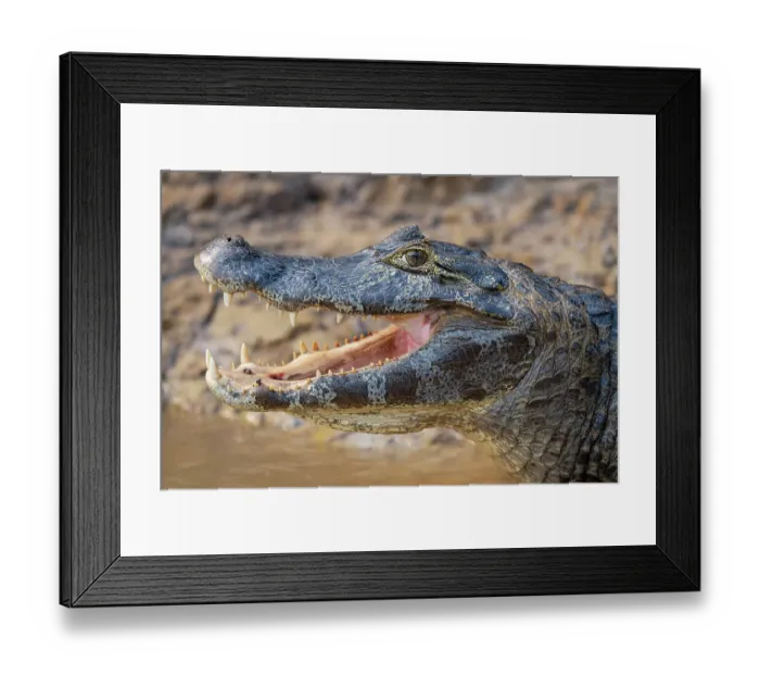 Framed Print : Yacare caiman (Caiman yacare) with mouth open, head portrait, Cuiaba River, Pantanal, Mato Grosso, Brazil Framed Print : Yacare caiman (Caiman yacare) with mouth open, head portrait, Cuiaba River, Pantanal, Mato Grosso, Brazil