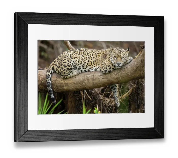Framed Print : Jaguar (Panthera onca) resting on branch, Cuiaba River, Pantanal wetlands, Mato Grosso, Brazil Framed Print : Jaguar (Panthera onca) resting on branch, Cuiaba River, Pantanal wetlands, Mato Grosso, Brazil