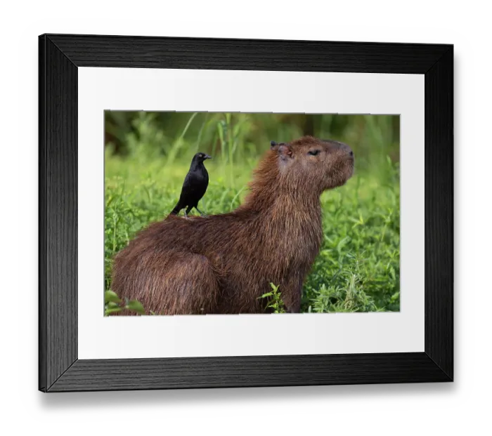 Framed Print : Capybara (Hydrochoerus hydrochaeris) sitting in wetland vegetation with Giant cowbird (Molothrus oryzivorus) perched on its back, Cuiaba River, Pantanal, Mato Grosso, Brazil Framed Print : Capybara (Hydrochoerus hydrochaeris) sitting in wetland vegetation with Giant cowbird (Molothrus oryzivorus) perched on its back, Cuiaba River, Pantanal, Mato Grosso, Brazil