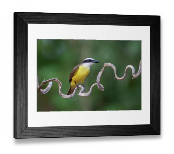 Framed Print : Great kiskadee (Pitangus sulphuratus) perched on a twisted branch, Pantanal wetlands, Mato Grosso, Brazil Framed Print : Great kiskadee (Pitangus sulphuratus) perched on a twisted branch, Pantanal wetlands, Mato Grosso, Brazil