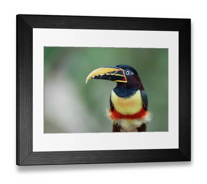 Framed Print : Chestnut-eared aracari (Pteroglossus castanotis) portrait, Pantanal wetlands, Mato Grosso, Brazil Framed Print : Chestnut-eared aracari (Pteroglossus castanotis) portrait, Pantanal wetlands, Mato Grosso, Brazil