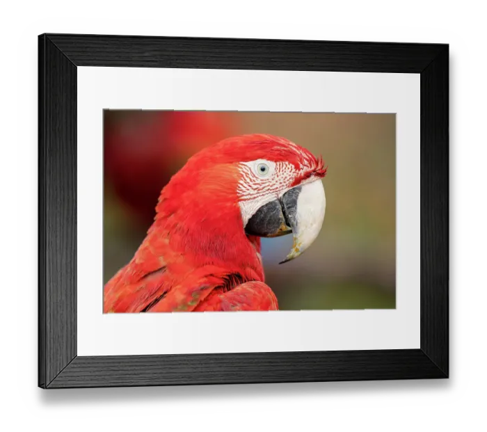 Framed Print : Red and green macaw (Ara chloropterus) head portrait, Burraco das Araras, Pantanal wetlands, Mato Grosso do Sul, Brazil Framed Print : Red and green macaw (Ara chloropterus) head portrait, Burraco das Araras, Pantanal wetlands, Mato Grosso do Sul, Brazil