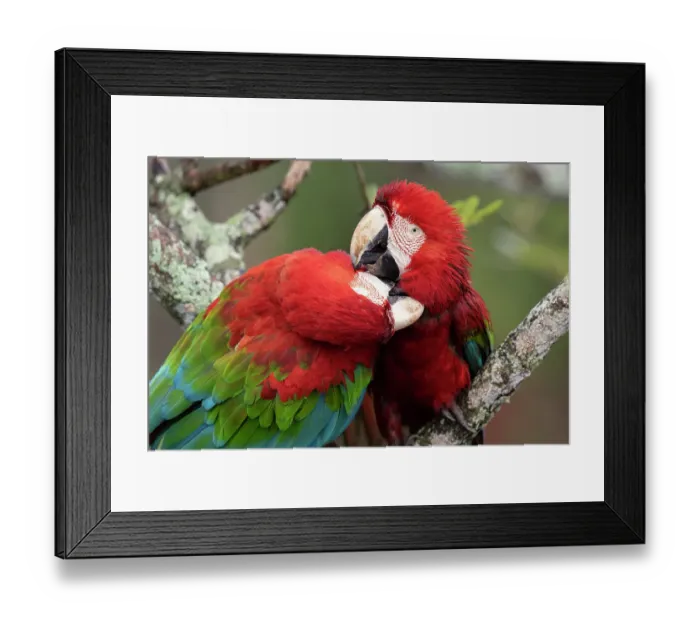 Framed Print : Two Red and green macaws (Ara chloropterus) perched on branch, one preening the other, Burraco das Araras, Pantanal wetlands, Mato Grosso do Sul, Brazil Framed Print : Two Red and green macaws (Ara chloropterus) perched on branch, one preening the other, Burraco das Araras, Pantanal wetlands, Mato Grosso do Sul, Brazil