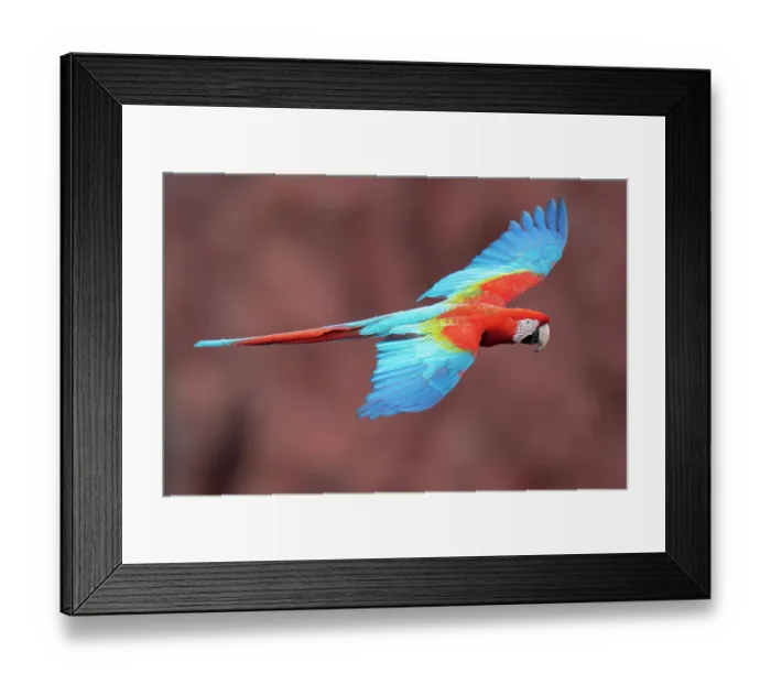 Framed Print : Red and green macaw (Ara chloropterus) in flight, Burraco das Araras, Pantanal wetlands, Mato Grosso do Sul, Brazil Framed Print : Red and green macaw (Ara chloropterus) in flight, Burraco das Araras, Pantanal wetlands, Mato Grosso do Sul, Brazil