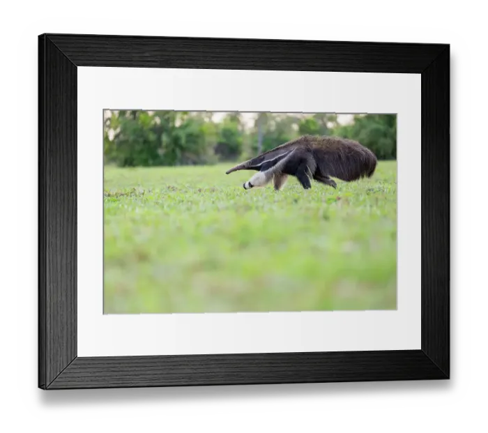 Framed Print : Giant anteater (Myrmecophaga tridactyla) walking, Pantanal, Mato Grosso do Sul, Brazil Framed Print : Giant anteater (Myrmecophaga tridactyla) walking, Pantanal, Mato Grosso do Sul, Brazil