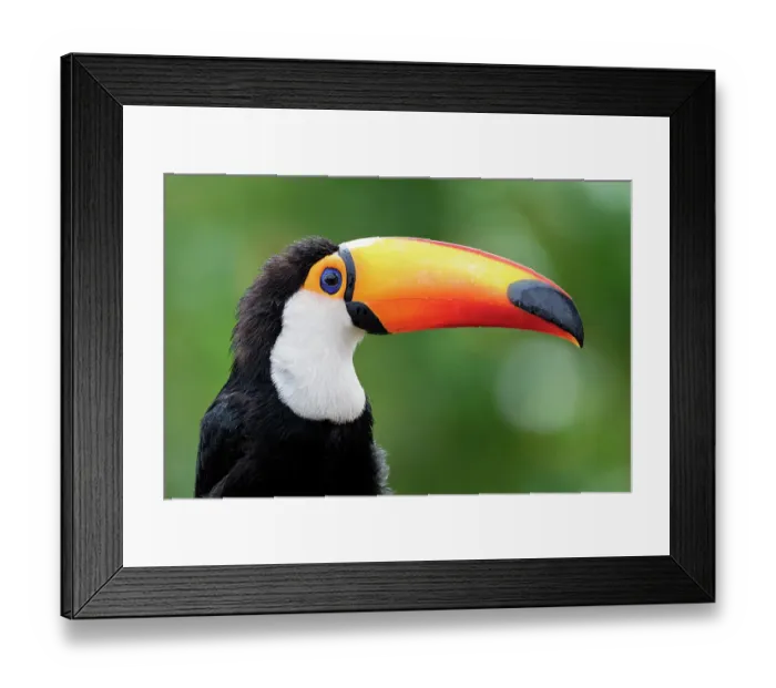 Framed Print : Toco toucan (Ramphastos toco) head portrait, Pantanal wetlands, Mato Grosso do Sul, Brazil Framed Print : Toco toucan (Ramphastos toco) head portrait, Pantanal wetlands, Mato Grosso do Sul, Brazil