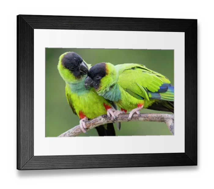 Framed Print : Two Nanday parakeets (Aratinga nenday) perched on branch, one preening the other, Pantanal wetlands, Mato Grosso do Sul, Brazil Framed Print : Two Nanday parakeets (Aratinga nenday) perched on branch, one preening the other, Pantanal wetlands, Mato Grosso do Sul, Brazil