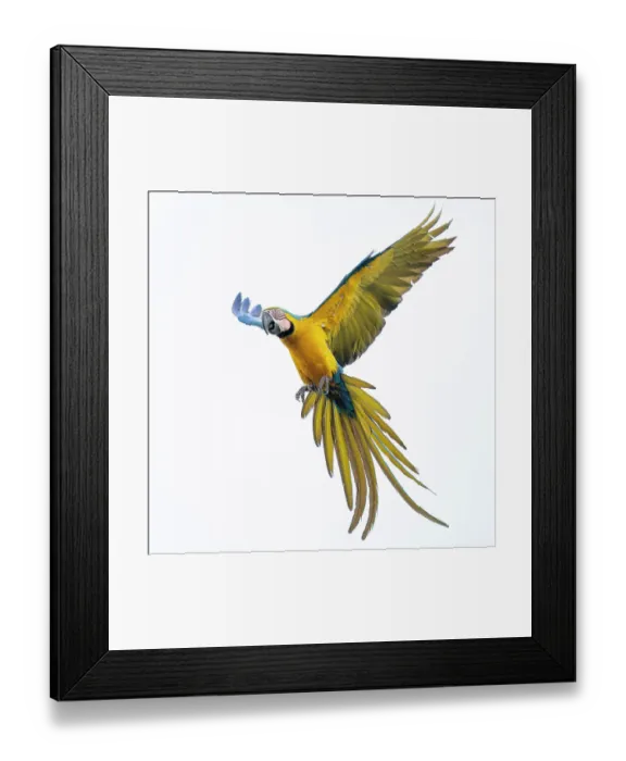 Framed Print : Blue and yellow macaw (Ara ararauna) in flight, Pantanal, Mato Grosso do Sul, Brazil Framed Print : Blue and yellow macaw (Ara ararauna) in flight, Pantanal, Mato Grosso do Sul, Brazil