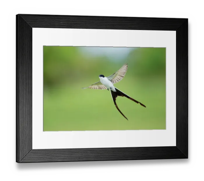 Framed Print : Fork-tailed flycatcher (Tyrannus savana) in flight, Pantanal wetlands, Mato Grosso do Sul, Brazil Framed Print : Fork-tailed flycatcher (Tyrannus savana) in flight, Pantanal wetlands, Mato Grosso do Sul, Brazil