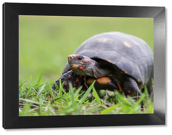 Red-footed tortoise (Chelonoidis carbonaria) portrait, Pantanal wetlands, Mato Grosso do Sul, Brazil