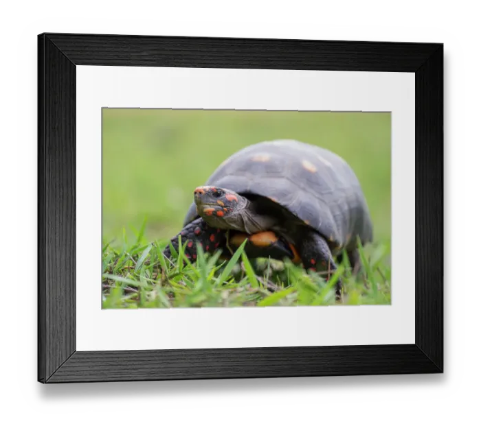 Framed Print : Red-footed tortoise (Chelonoidis carbonaria) portrait, Pantanal wetlands, Mato Grosso do Sul, Brazil Framed Print : Red-footed tortoise (Chelonoidis carbonaria) portrait, Pantanal wetlands, Mato Grosso do Sul, Brazil