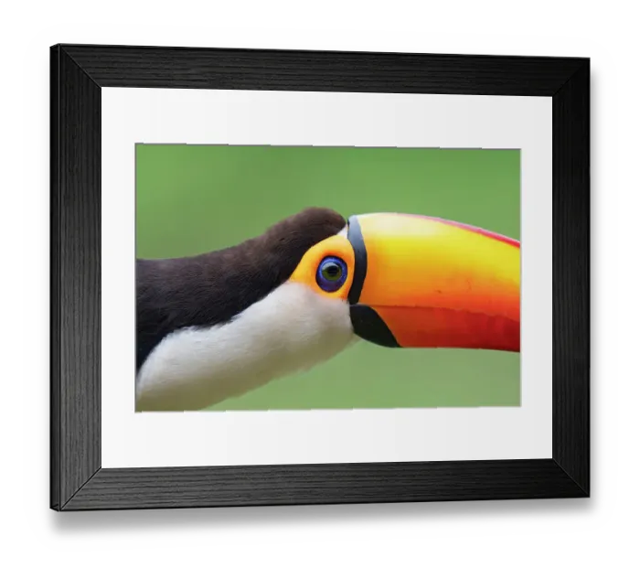Framed Print : Toco toucan (Ramphastos toco) head portrait, Pantanal wetlands, Mato Grosso do Sul, Brazil Framed Print : Toco toucan (Ramphastos toco) head portrait, Pantanal wetlands, Mato Grosso do Sul, Brazil