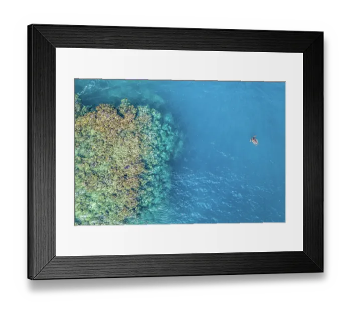 Framed Print : Sea turtle (Cheloniidae) resting at the ocean surface near a shallow coral reef, Wakaya Island, Fiji, Pacific Ocean Framed Print : Sea turtle (Cheloniidae) resting at the ocean surface near a shallow coral reef, Wakaya Island, Fiji, Pacific Ocean
