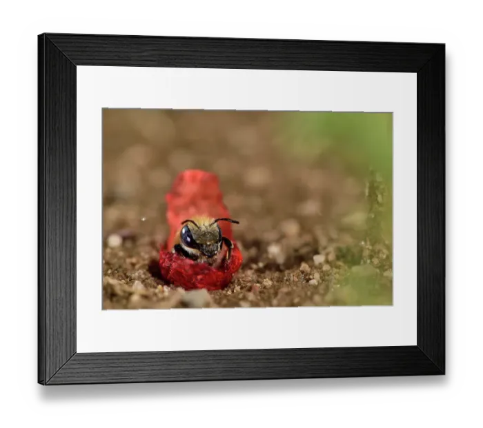 Framed Print : Poppy bee (Osmia papaveris) resting on piece of Common poppy (Papaver rhoeas) petal, cut from the flower to line its nest. Bundled as small packages, these pieces are brought to the nest and unfolded carefully on its sandy walls, Bamberg, Germany Framed Print : Poppy bee (Osmia papaveris) resting on piece of Common poppy (Papaver rhoeas) petal, cut from the flower to line its nest. Bundled as small packages, these pieces are brought to the nest and unfolded carefully on its sandy walls, Bamberg, Germany