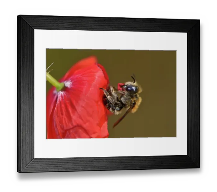 Framed Print : Poppy bee (Osmia papaveris) resting on Common poppy (Papaver rhoeas) cutting piece of petal to use as nesting material, Bamberg, Germany. June