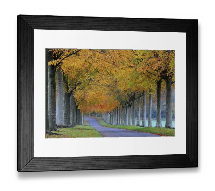 Framed Print : Pollarded Beech (Fagus sylvatica) tree avenue in autumn, Moor Crichel, Dorset. UK. November