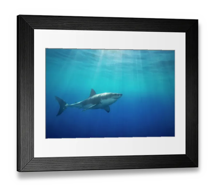 Framed Print : Great white shark (Carcharodon carcharias) swimming under the ocean surface in open water, Guadalupe Island, Mexico, Pacific Ocean Framed Print : Great white shark (Carcharodon carcharias) swimming under the ocean surface in open water, Guadalupe Island, Mexico, Pacific Ocean