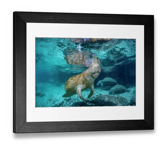 Framed Print : Florida manatees (Trichechus manatus latirostris) gathering at Three Sisters Spring, Crystal River, Florida, USA. Endangered Framed Print : Florida manatees (Trichechus manatus latirostris) gathering at Three Sisters Spring, Crystal River, Florida, USA. Endangered