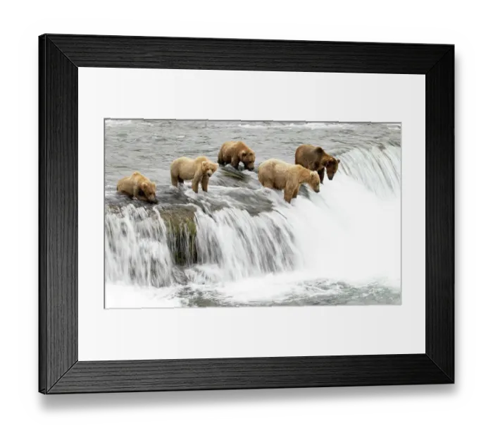 Framed Print : Five Grizzly bears (Ursus arctos) standing at top of waterfall fishing for Salmon, Brooks Falls, Katmai National Park, Alaska, USA. July Framed Print : Five Grizzly bears (Ursus arctos) standing at top of waterfall fishing for Salmon, Brooks Falls, Katmai National Park, Alaska, USA. July