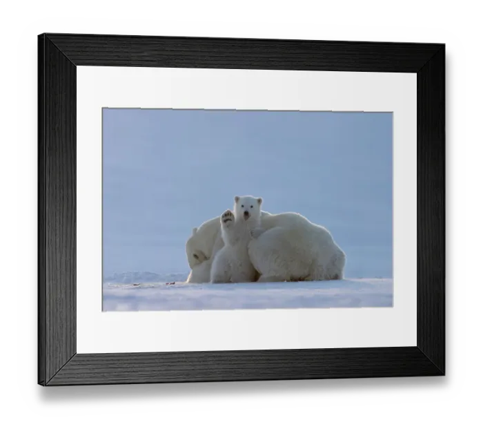 Framed Print : Polar bear (Ursus maritimus) female, resting on ice with cub sitting next to her waving and poking out tongue, Svalbard, Norway. April Framed Print : Polar bear (Ursus maritimus) female, resting on ice with cub sitting next to her waving and poking out tongue, Svalbard, Norway. April