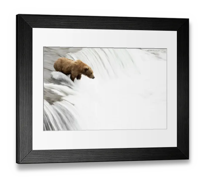 Framed Print : Grizzly bear (Ursus arctos) watching for Salmon at top of waterfall, Brooks Falls, Katmai National Park, Alaska, USA. July Framed Print : Grizzly bear (Ursus arctos) watching for Salmon at top of waterfall, Brooks Falls, Katmai National Park, Alaska, USA. July