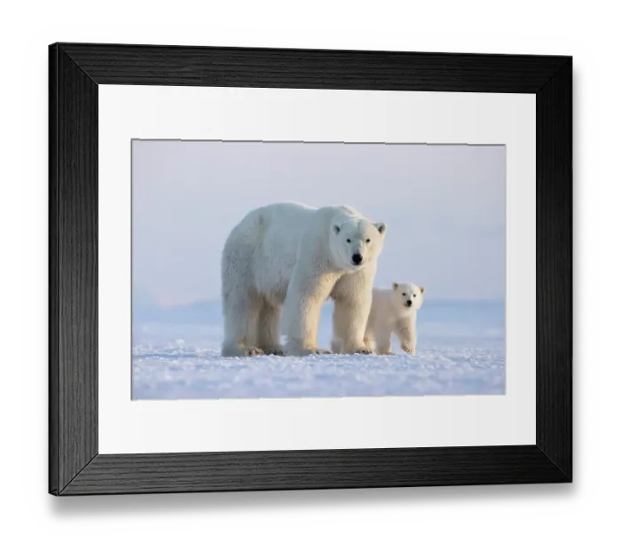 Framed Print : Polar bear (Ursus maritimus) female with cub standing on ice, Svalbard, Norway. April Framed Print : Polar bear (Ursus maritimus) female with cub standing on ice, Svalbard, Norway. April