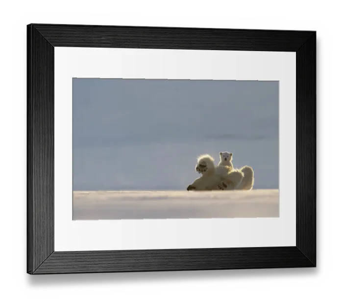 Framed Print : Polar bear (Ursus maritimus) female, rolling on back with cub behind, Svalbard, Norway. April Framed Print : Polar bear (Ursus maritimus) female, rolling on back with cub behind, Svalbard, Norway. April
