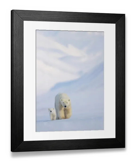 Framed Print : Polar bear (Ursus maritimus) female with cub, walking over snow with mountains in background, Svalbard, Norway. April Framed Print : Polar bear (Ursus maritimus) female with cub, walking over snow with mountains in background, Svalbard, Norway. April