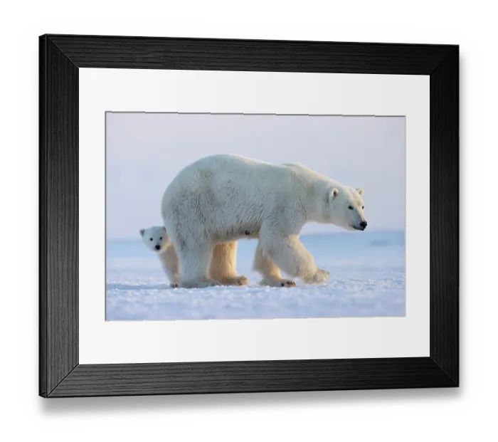 Framed Print : Polar bear (Ursus maritimus) female standing on snow with cub peering out behind, Svalbard, Norway. April Framed Print : Polar bear (Ursus maritimus) female standing on snow with cub peering out behind, Svalbard, Norway. April