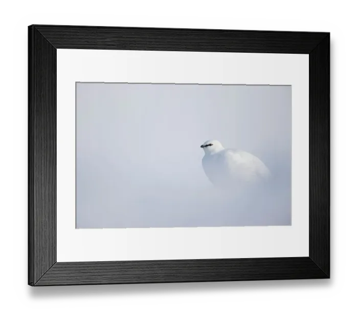Framed Print : Ptarmigan (Lagopus mutus) in winter plumage, resting in snow, Svalbard, Norway. April Framed Print : Ptarmigan (Lagopus mutus) in winter plumage, resting in snow, Svalbard, Norway. April