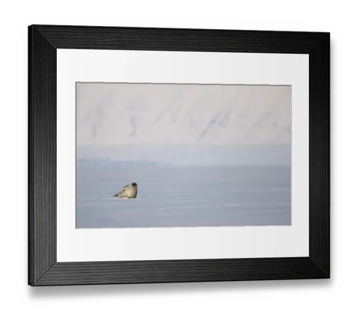 Framed Print : Ringed seal (Pusa hispida) resting on ice, Svalbard, Norway. April Framed Print : Ringed seal (Pusa hispida) resting on ice, Svalbard, Norway. April