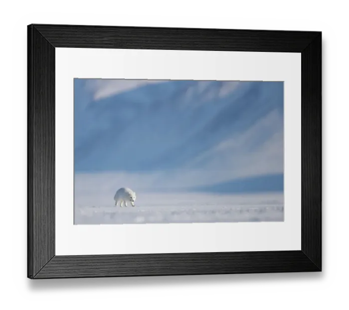Framed Print : Arctic fox (Alopex lagopus) in winter coat, walking across snow, Svalbard, Norway. April Framed Print : Arctic fox (Alopex lagopus) in winter coat, walking across snow, Svalbard, Norway. April