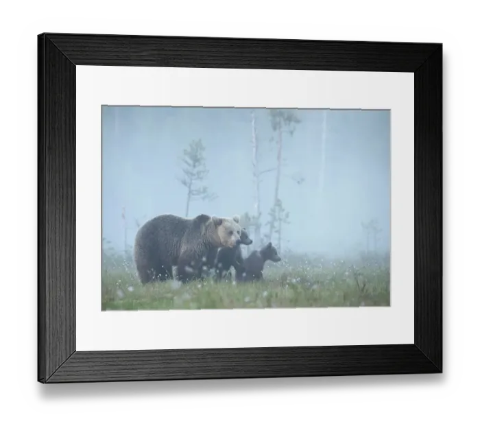 Framed Print : Brown bear (Ursus arctos) female with two cubs walking through misty, woodland meadow, Finland. June Framed Print : Brown bear (Ursus arctos) female with two cubs walking through misty, woodland meadow, Finland. June
