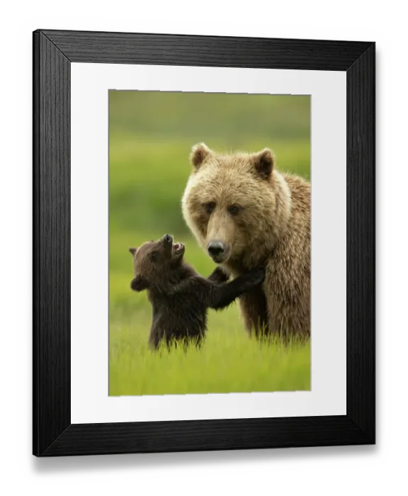 Framed Print : Grizzly bear (Ursus arctos) female with cub seeking attention from its mother, Lake Clark National Park, Silver Salmon, Alaska. July Framed Print : Grizzly bear (Ursus arctos) female with cub seeking attention from its mother, Lake Clark National Park, Silver Salmon, Alaska. July