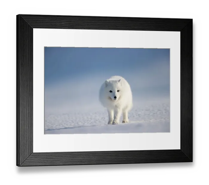 Framed Print : Arctic fox (Alopex lagopus) in winter coat, walking across snow, Svalbard, Norway. April Framed Print : Arctic fox (Alopex lagopus) in winter coat, walking across snow, Svalbard, Norway. April