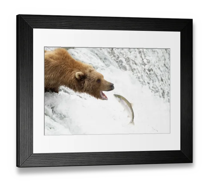 Framed Print : Grizzly bear (Ursus arctos) standing at top of waterfall catching Salmon (Salmo sp. ), Brooks Falls, Katmai National Park, Alaska. July Framed Print : Grizzly bear (Ursus arctos) standing at top of waterfall catching Salmon (Salmo sp. ), Brooks Falls, Katmai National Park, Alaska. July