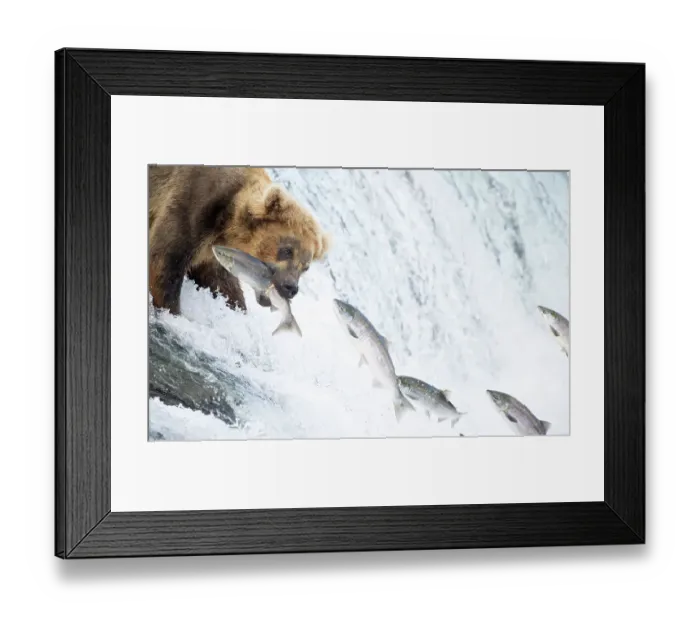Framed Print : Grizzly bear (Ursus arctos) standing at top of waterfall catching Salmon (Salmo sp. ), Brooks Falls, Katmai National Park, Alaska. July Framed Print : Grizzly bear (Ursus arctos) standing at top of waterfall catching Salmon (Salmo sp. ), Brooks Falls, Katmai National Park, Alaska. July
