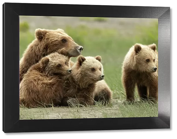 Grizzly bear (Ursus arctos) female with three cubs resting, Lake Clark National Park, Silver Salmon, Alaska. July