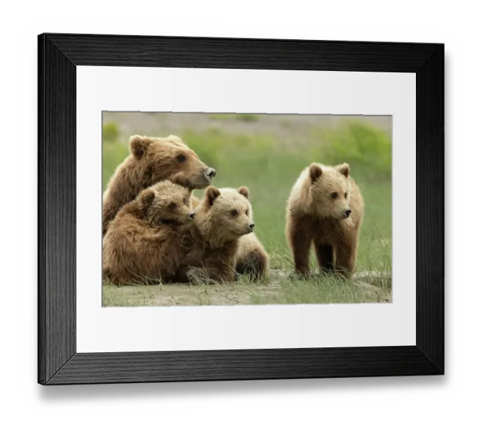 Framed Print : Grizzly bear (Ursus arctos) female with three cubs resting, Lake Clark National Park, Silver Salmon, Alaska. July Framed Print : Grizzly bear (Ursus arctos) female with three cubs resting, Lake Clark National Park, Silver Salmon, Alaska. July