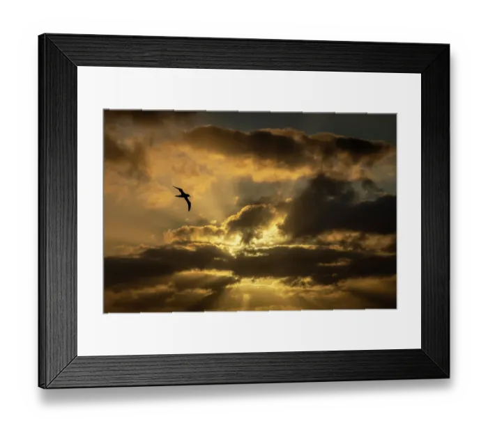 Framed Print : Light-mantled sooty albatross (Phoebetria palpebrata) in flight at sunset, Southern Ocean between Invercargill and Campbell Island, New Zealand, December Framed Print : Light-mantled sooty albatross (Phoebetria palpebrata) in flight at sunset, Southern Ocean between Invercargill and Campbell Island, New Zealand, December