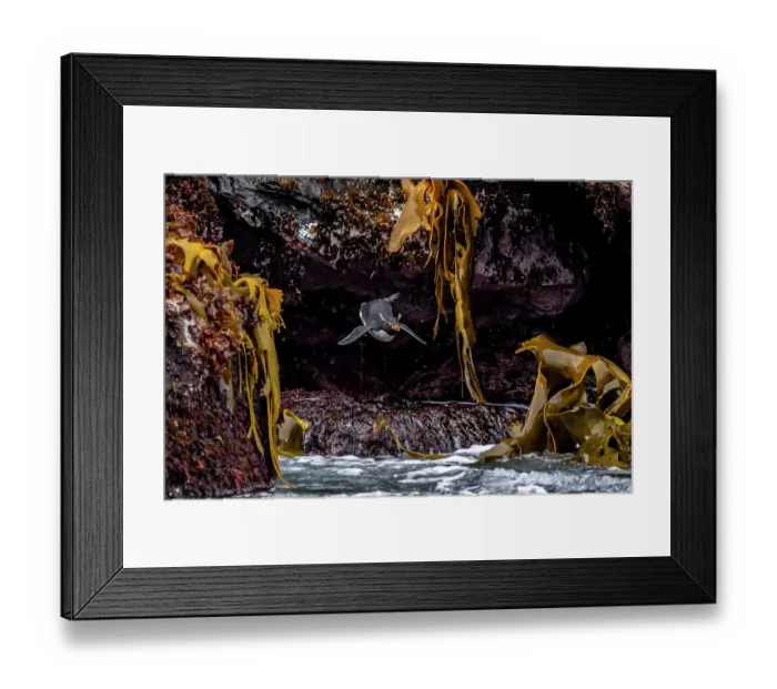 Framed Print : Eastern rockhopper penguin (Eudyptes chrysocome filholi) mid-fall after jumping off rocky ledge to get to sea, surrounded by Bull kelp (Durvillaea antarctica), Auckland Island, Auckland Island, Sub-Antarctic Islands, New Zealand, Southern Ocean Framed Print : Eastern rockhopper penguin (Eudyptes chrysocome filholi) mid-fall after jumping off rocky ledge to get to sea, surrounded by Bull kelp (Durvillaea antarctica), Auckland Island, Auckland Island, Sub-Antarctic Islands, New Zealand, Southern Ocean